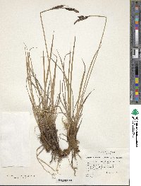 Carex altaica image