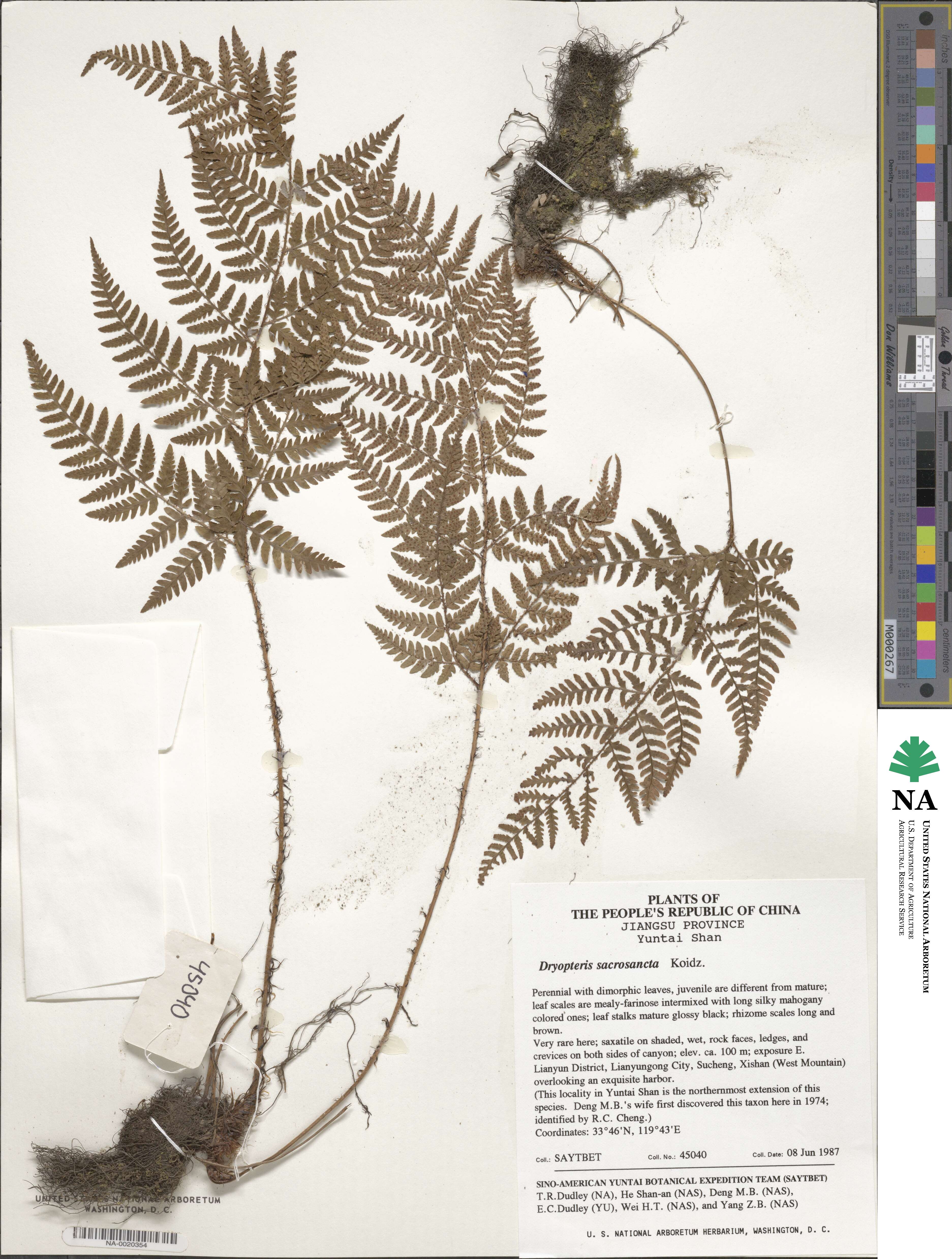 Dryopteris sacrosancta image