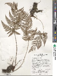 Dryopteris sacrosancta image