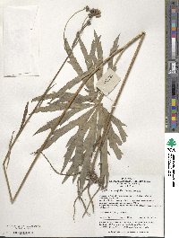 Syneilesis aconitifolia image