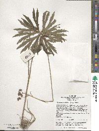 Syneilesis aconitifolia image