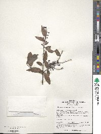 Image of Vaccinium bracteatum