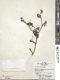 Enkianthus chinensis image