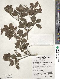 Enkianthus chinensis image