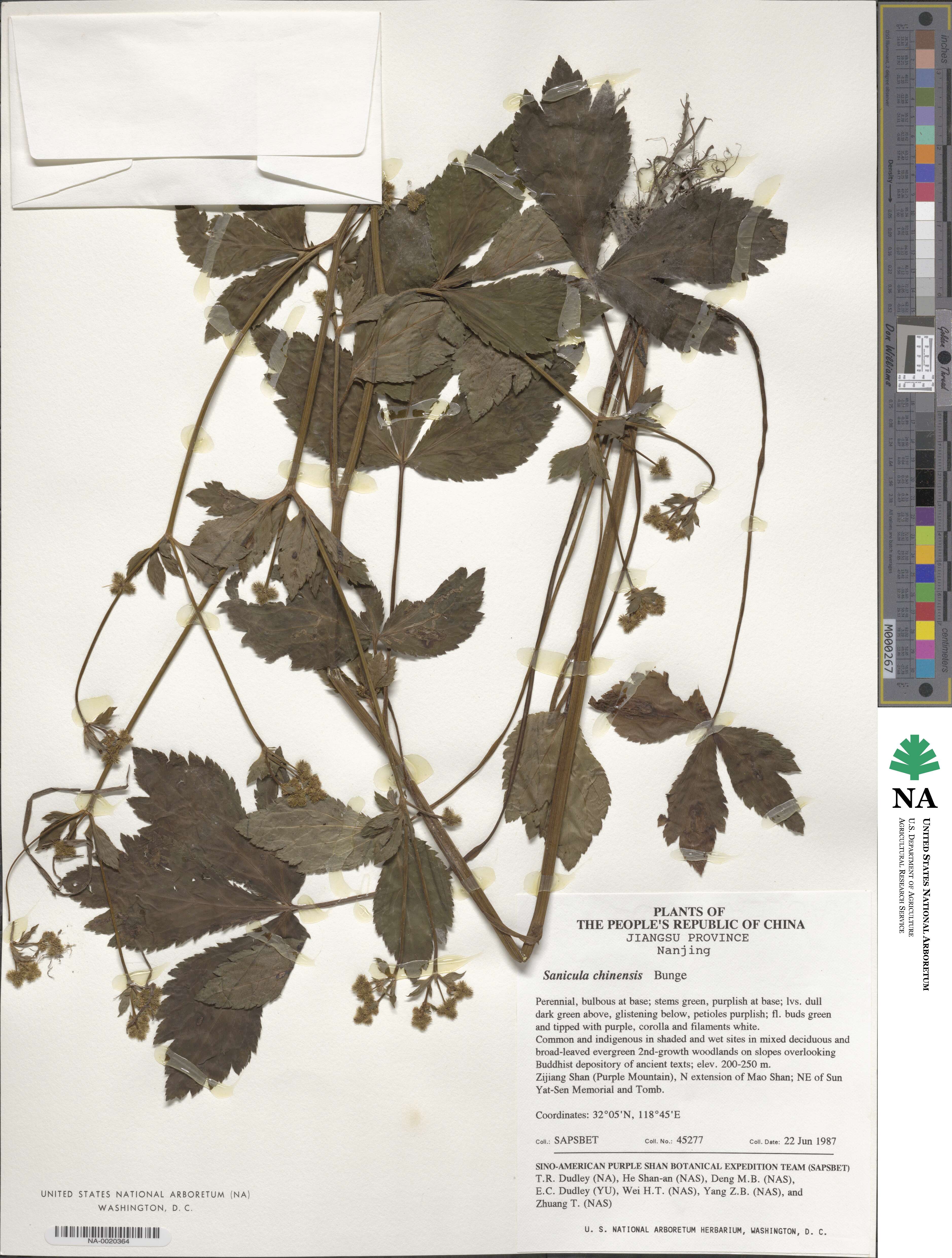 Sanicula chinensis image