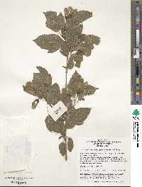 Acer tataricum subsp. ginnala image