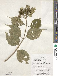 Hydrangea serrata image