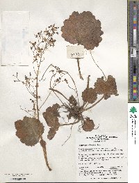 Saxifraga stolonifera image