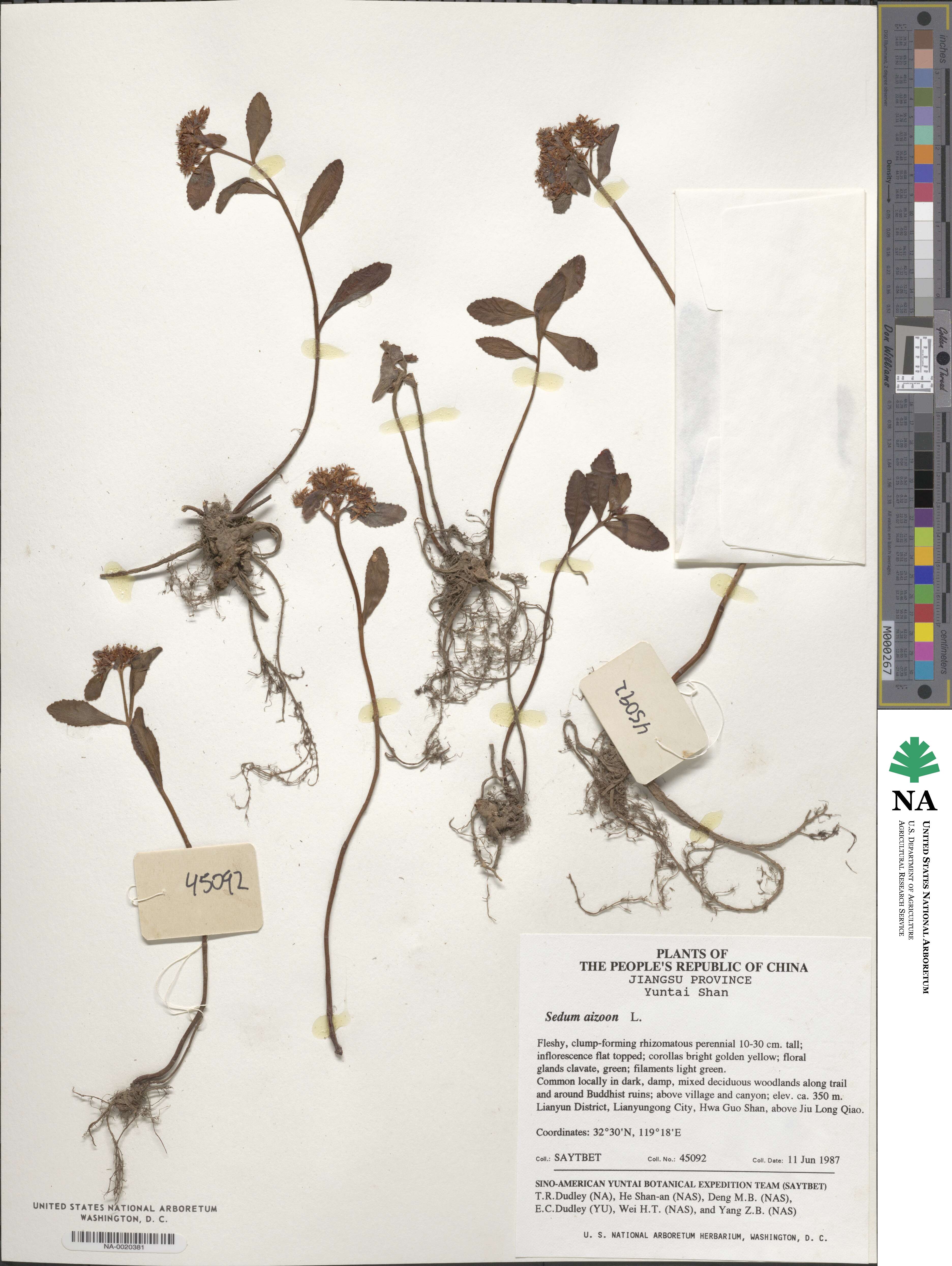 Phedimus aizoon image