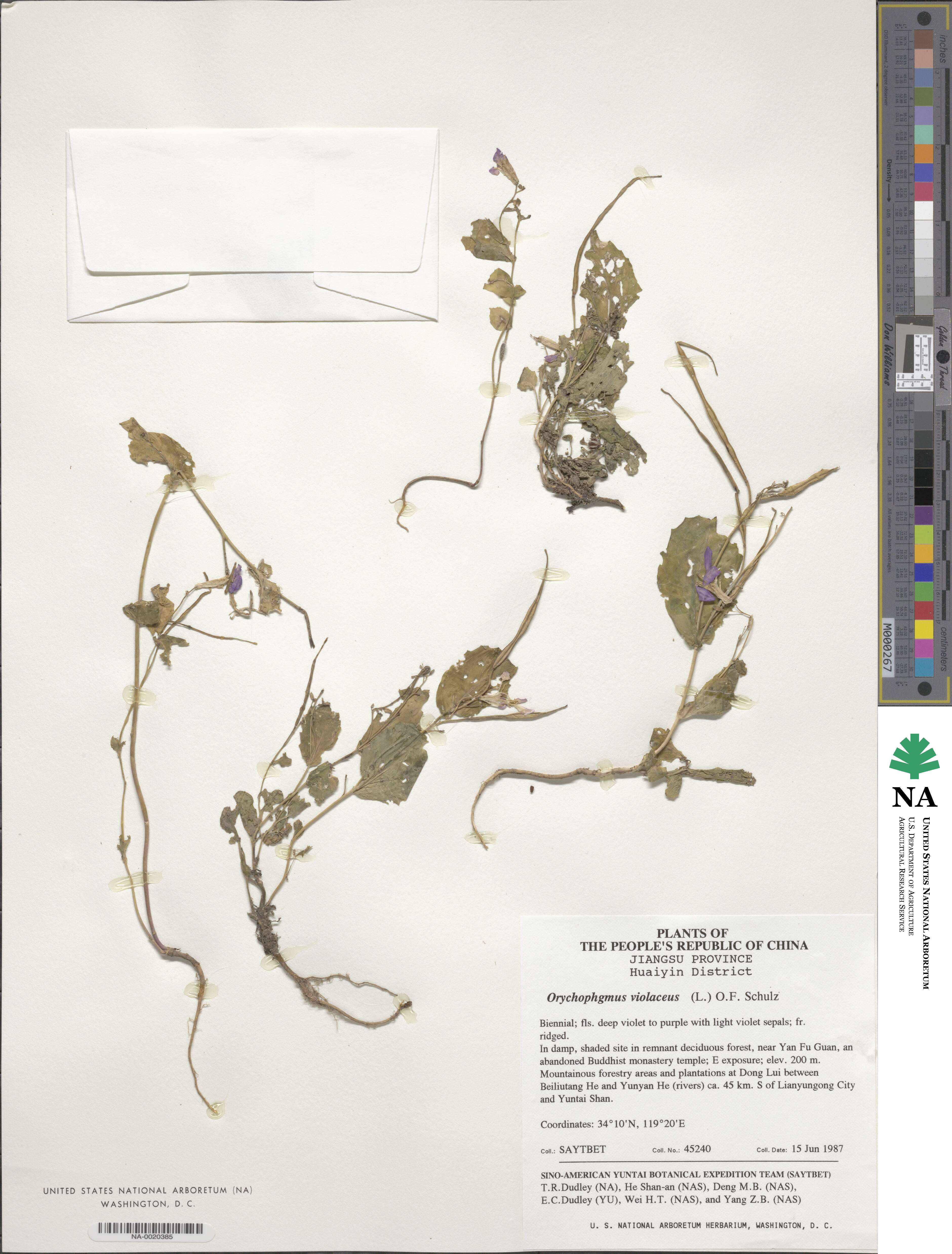 Orychophragmus violaceus image