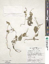 Orychophragmus violaceus image