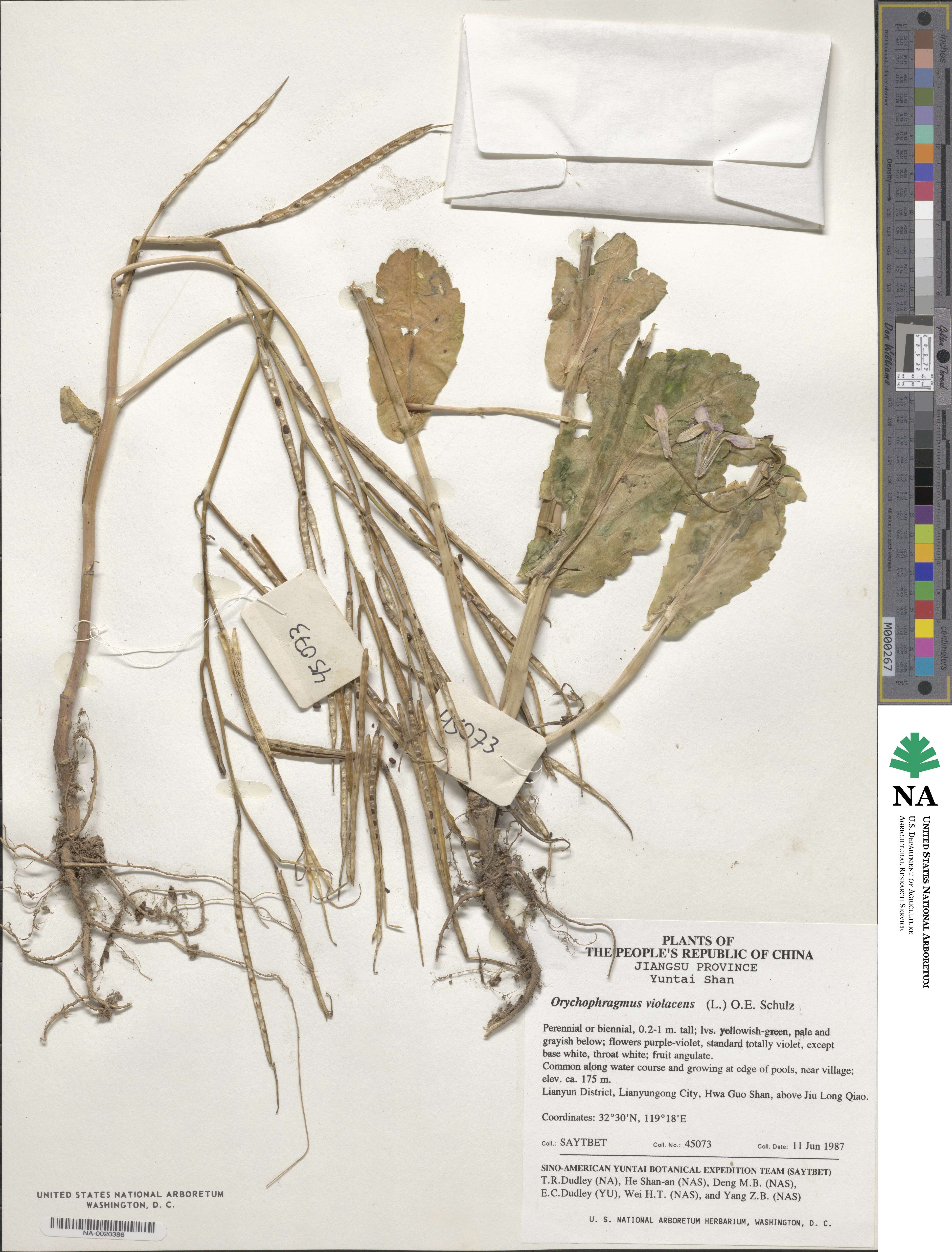 Orychophragmus violaceus image