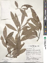 Image of Lindera angustifolia