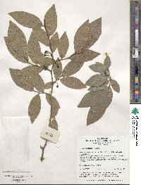 Lindera glauca image