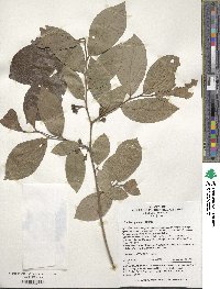 Lindera glauca image