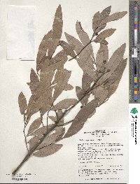 Lindera angustifolia image