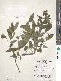 Styphnolobium japonicum image