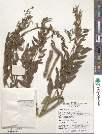 Sophora flavescens image