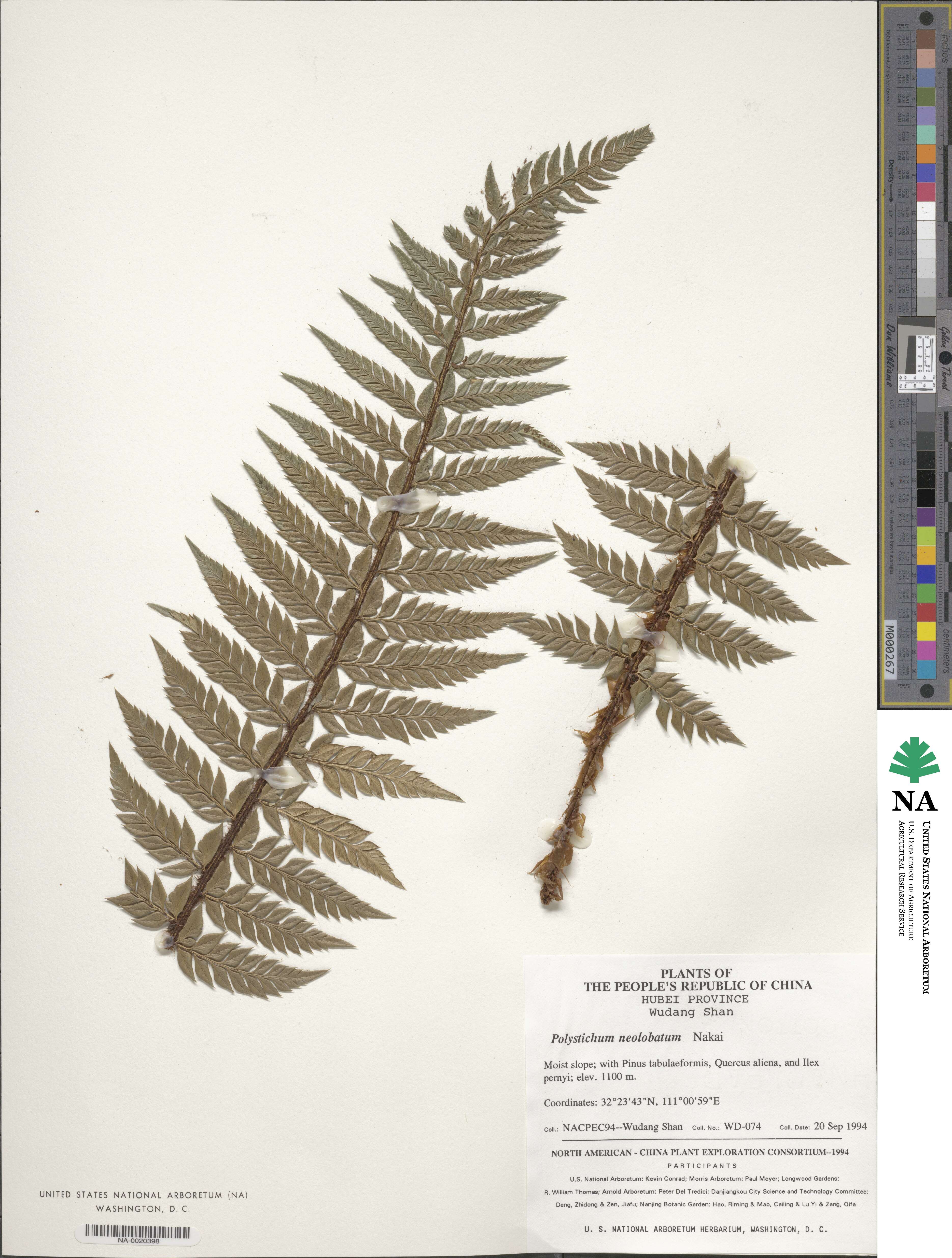 Polystichum neolobatum image