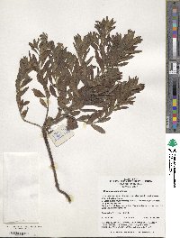 Tournefortia sibirica image