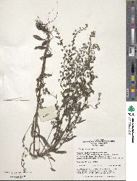 Lithospermum arvense image