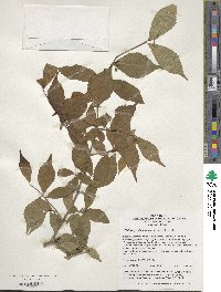 Image of Callicarpa dichotoma