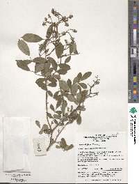 Rosa multiflora image