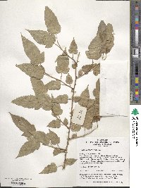 Rubus corchorifolius image