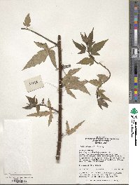 Rubus hirsutus image