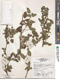 Rubus hirsutus image