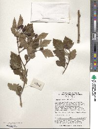 Crataegus cuneata image