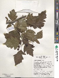 Crataegus pinnatifida image