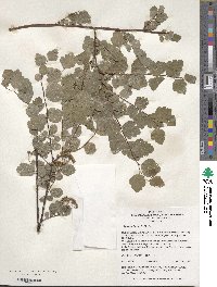 Spiraea blumei image