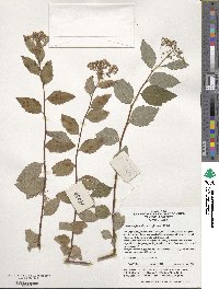 Spiraea japonica image