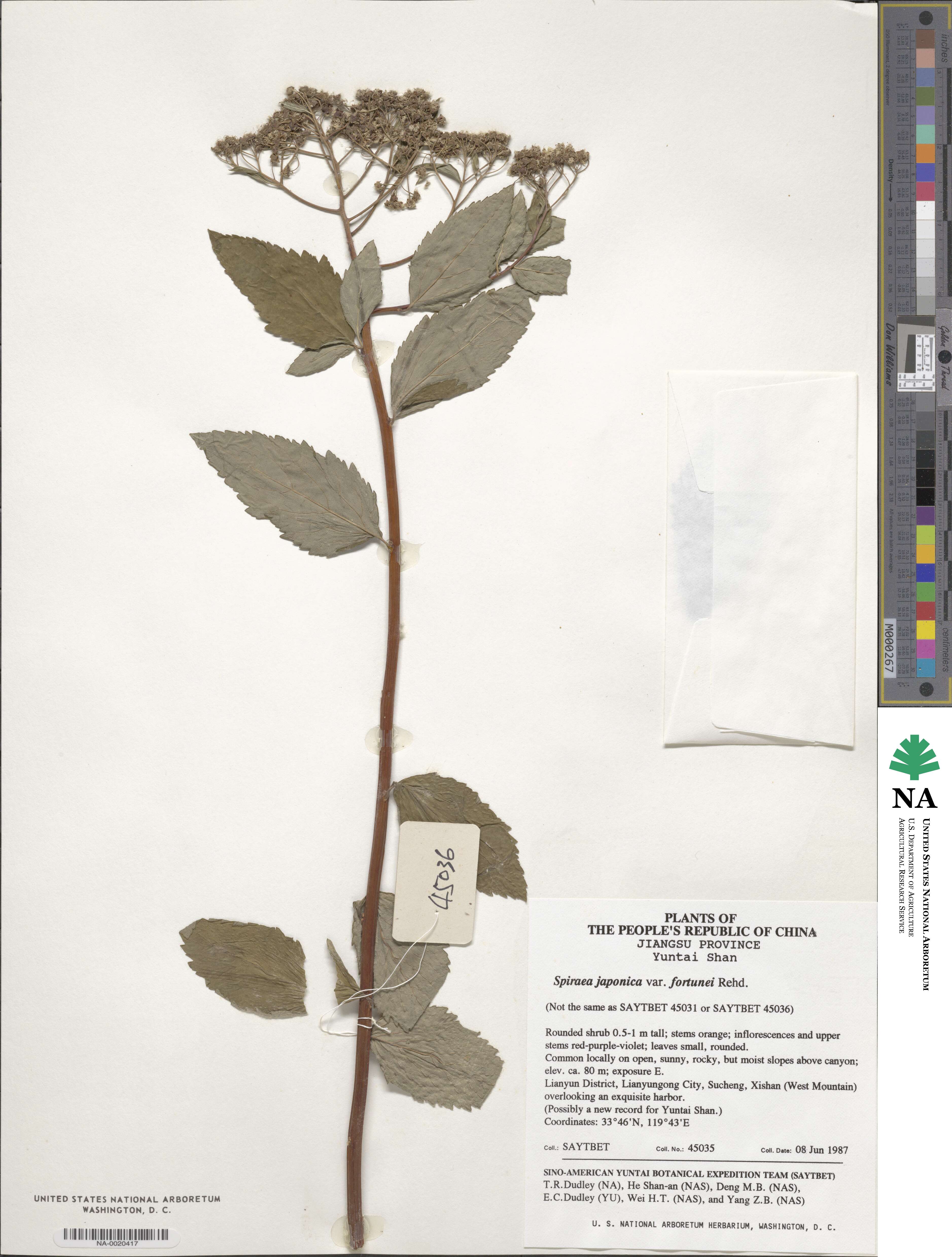 Spiraea japonica var. fortunei image