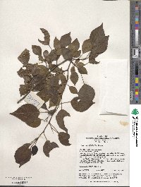 Pyrus betulifolia image