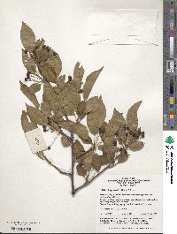 Malus hupehensis image