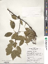 Malus hupehensis image