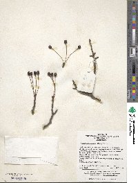 Malus hupehensis image