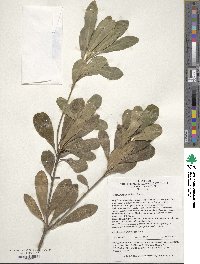 Pittosporum tobira image