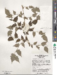 Neillia incisa image