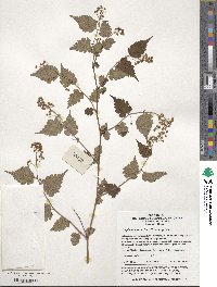 Neillia incisa image