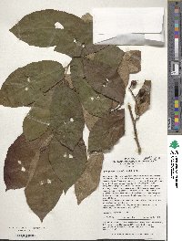 Fortunearia sinensis image