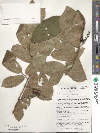 Fortunearia sinensis image