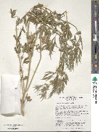 Leonurus japonicus image