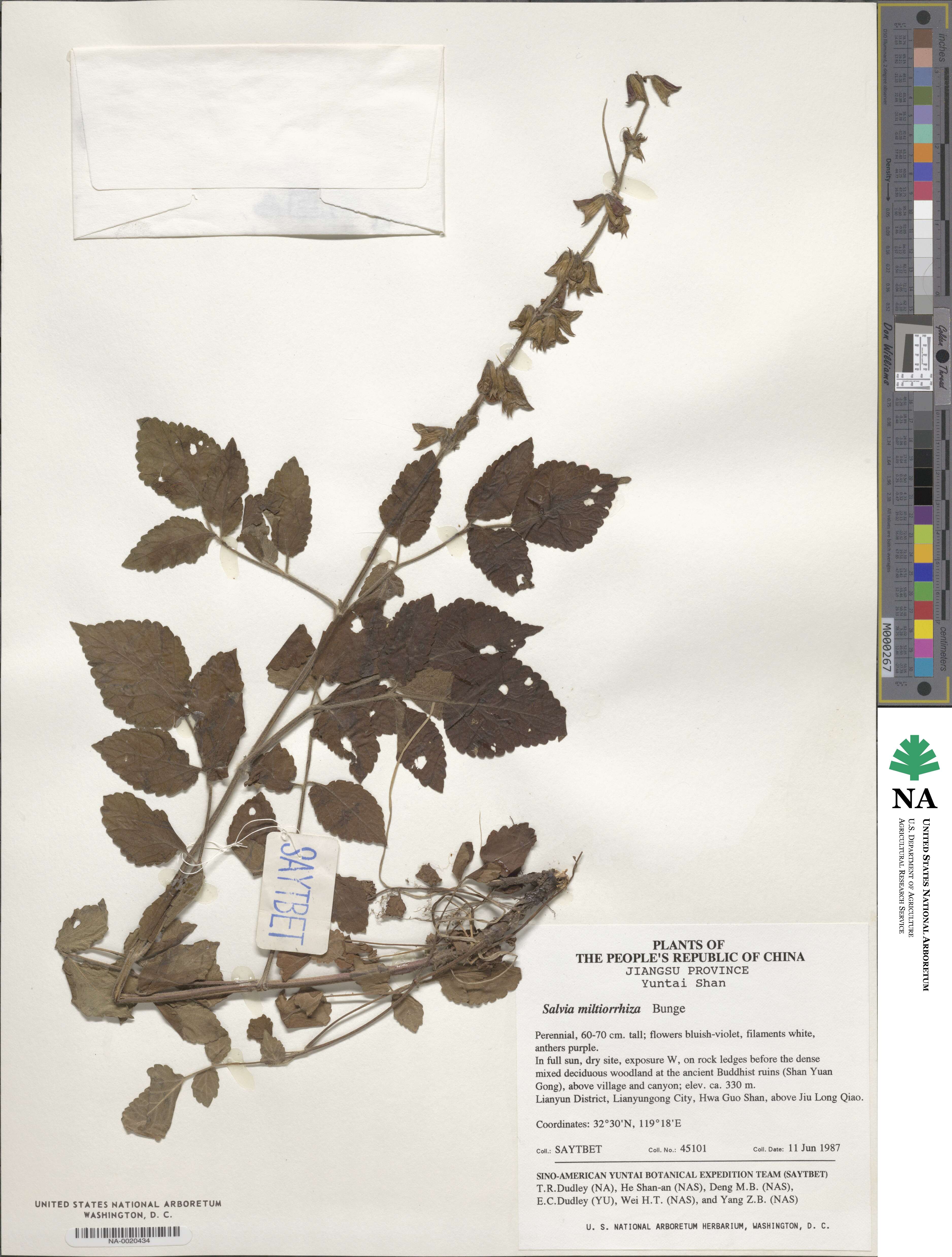 Salvia miltiorrhiza var. miltiorrhiza image