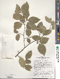 Symplocos paniculata image