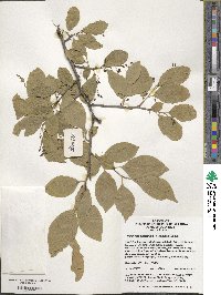 Symplocos paniculata image