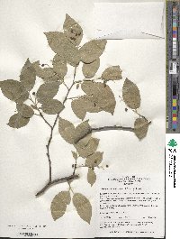 Symplocos paniculata image