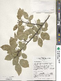 Symplocos paniculata image